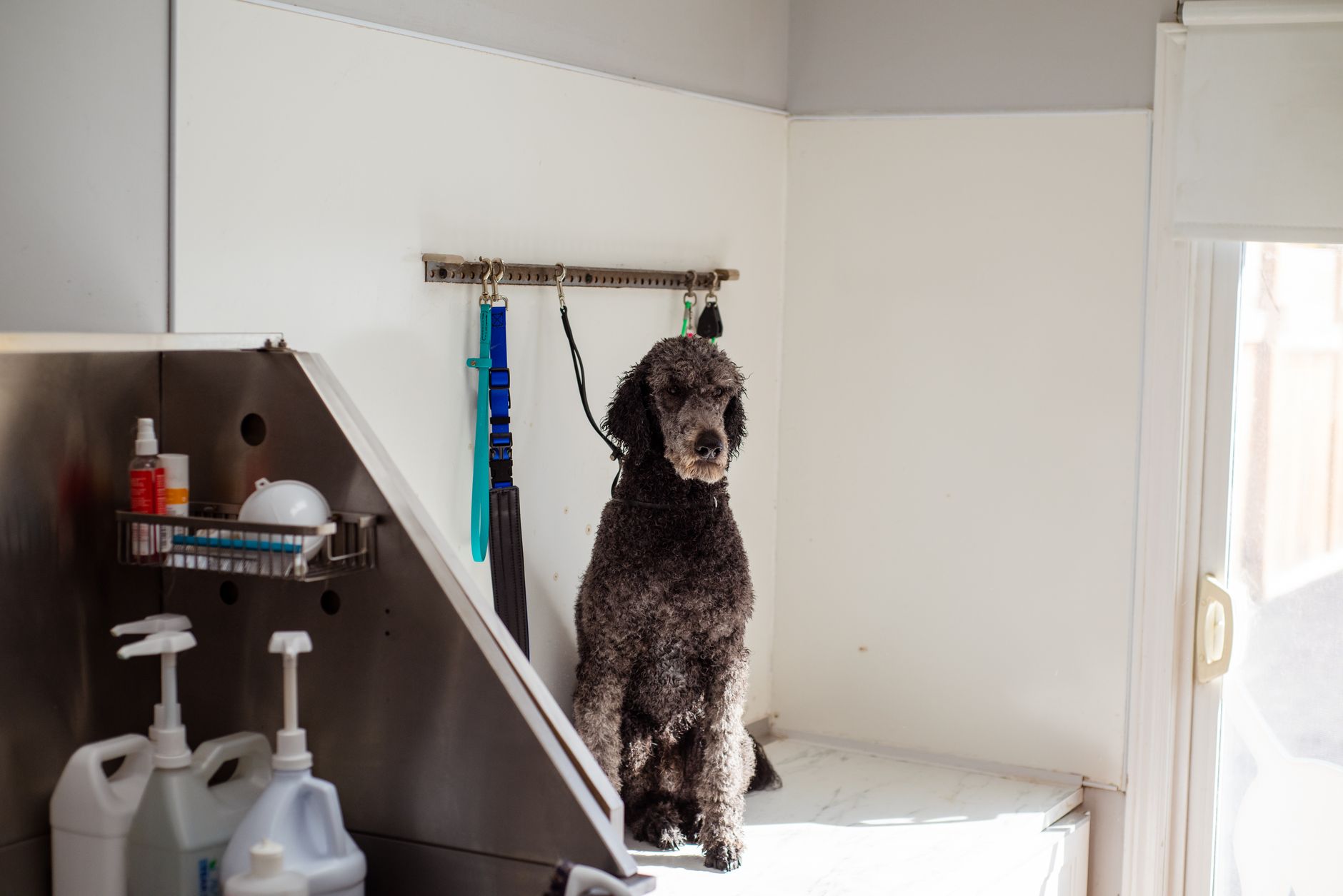 Groomer strihá psa v salóne Aboe Boead